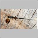 Gasteruption jaculator - Gichtwespe w01b 15mm - OS-Insektenhotel det.jpg